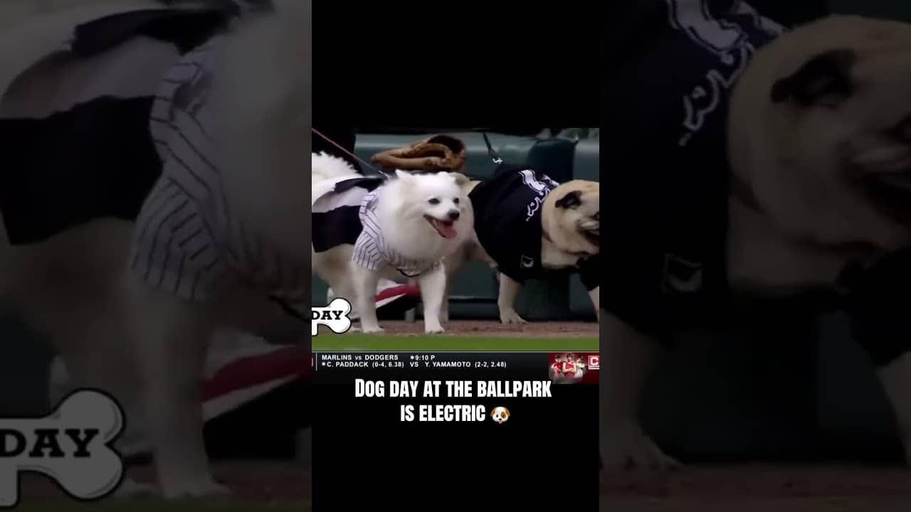 You've gotta love bark at the park 🐶