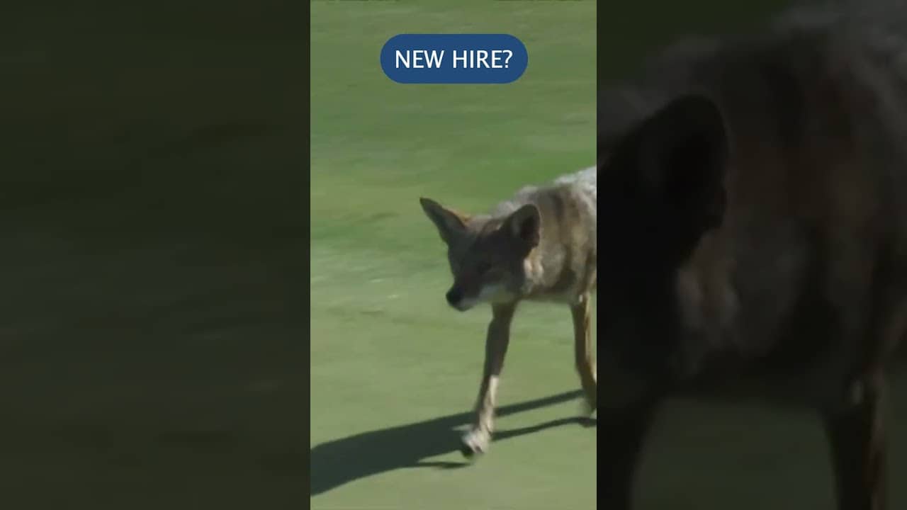 Coyote on the Course Steals Broadcast Mic!