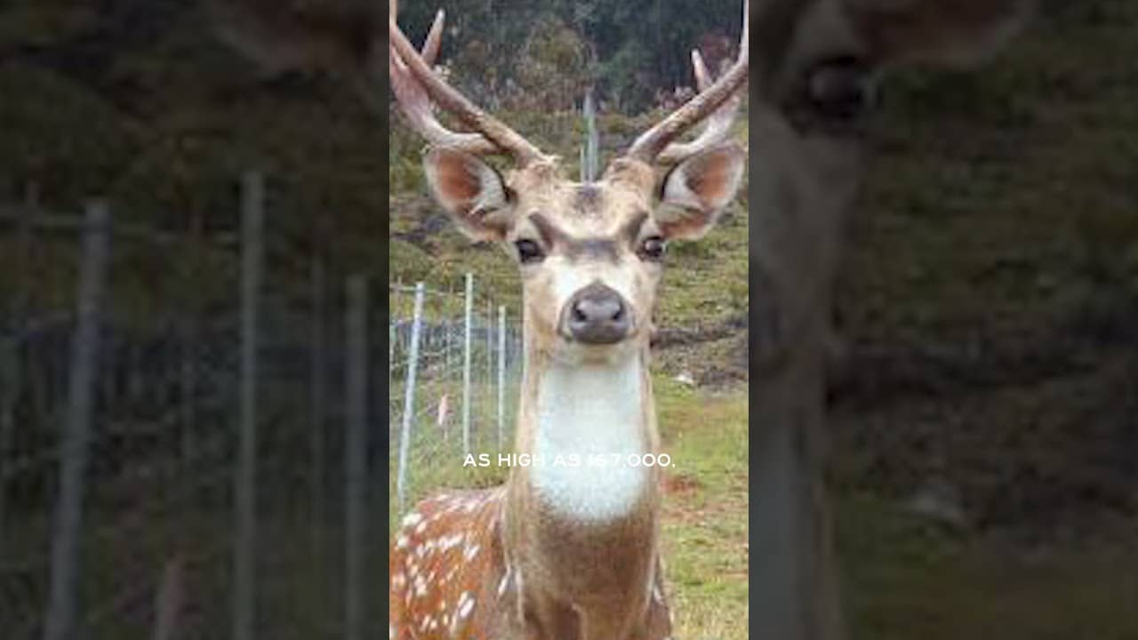 Hawaii's axis deer problem