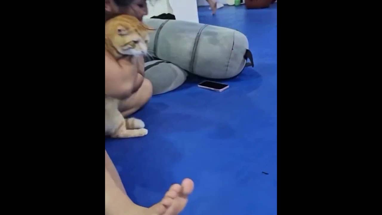 Purr-fect training partner 🐈 Can Jihin Radzuan defeat Anastasia Nikolakakos at ONE Fight Night 45?