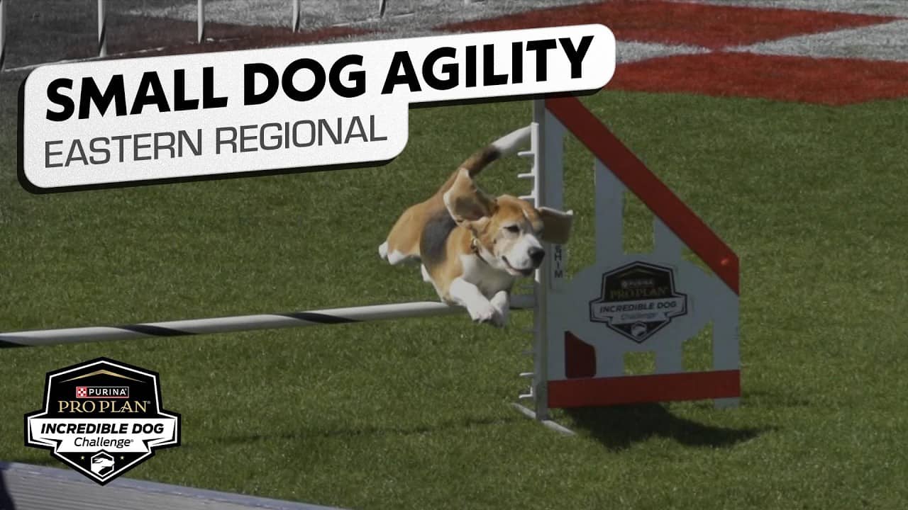 Incredible Dog Challenge 2026: Small Dog Agility Competition Eastern Regional | NBC Sports