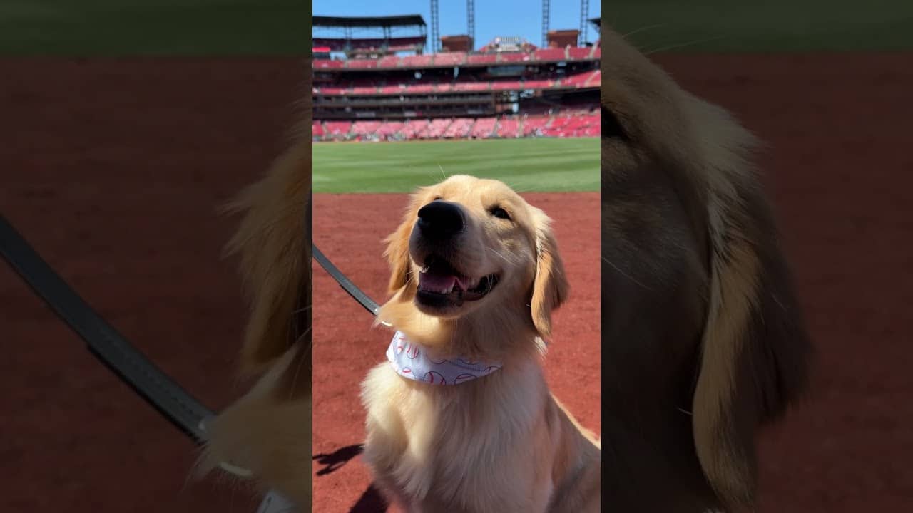 Masyn Winn’s dog Zero thinks Busch Stadium is a HIT 🐶😳