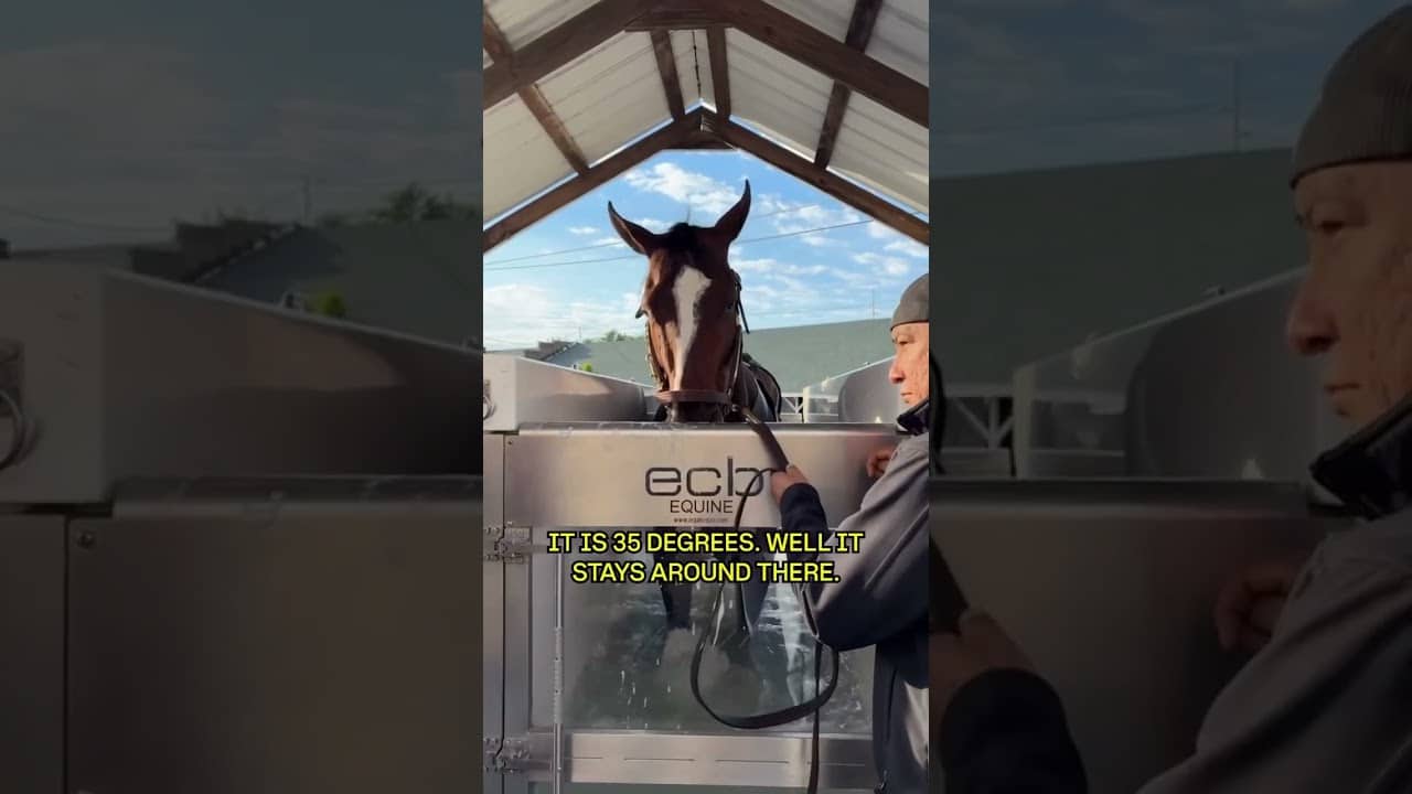 From equine sport to equine spa 🏇💆‍♂️