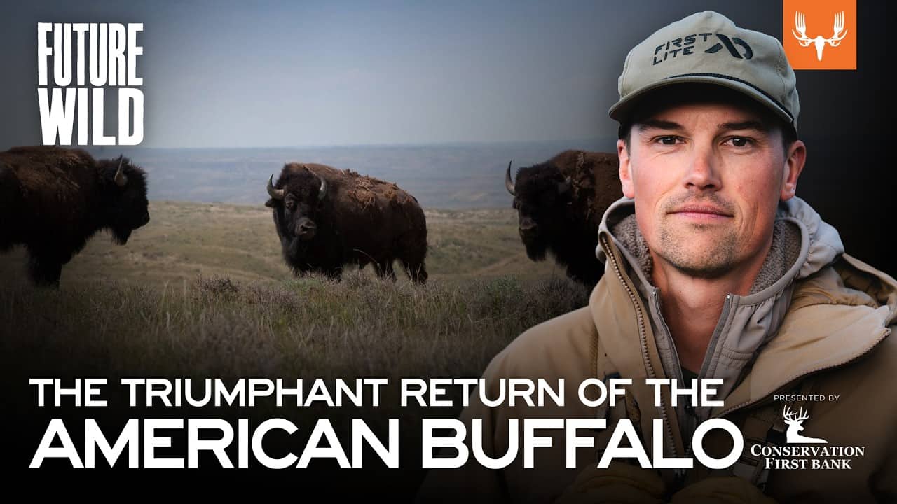 The Triumphant Return of the American Buffalo and Prairie with Scott Heidebrink | Future Wild Ep. 3