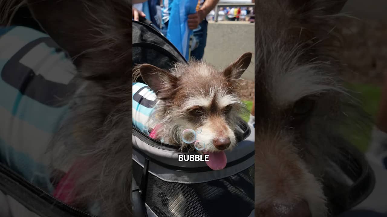 Meet Bubble, 🫧 the good luck charm of Argentina 🐶