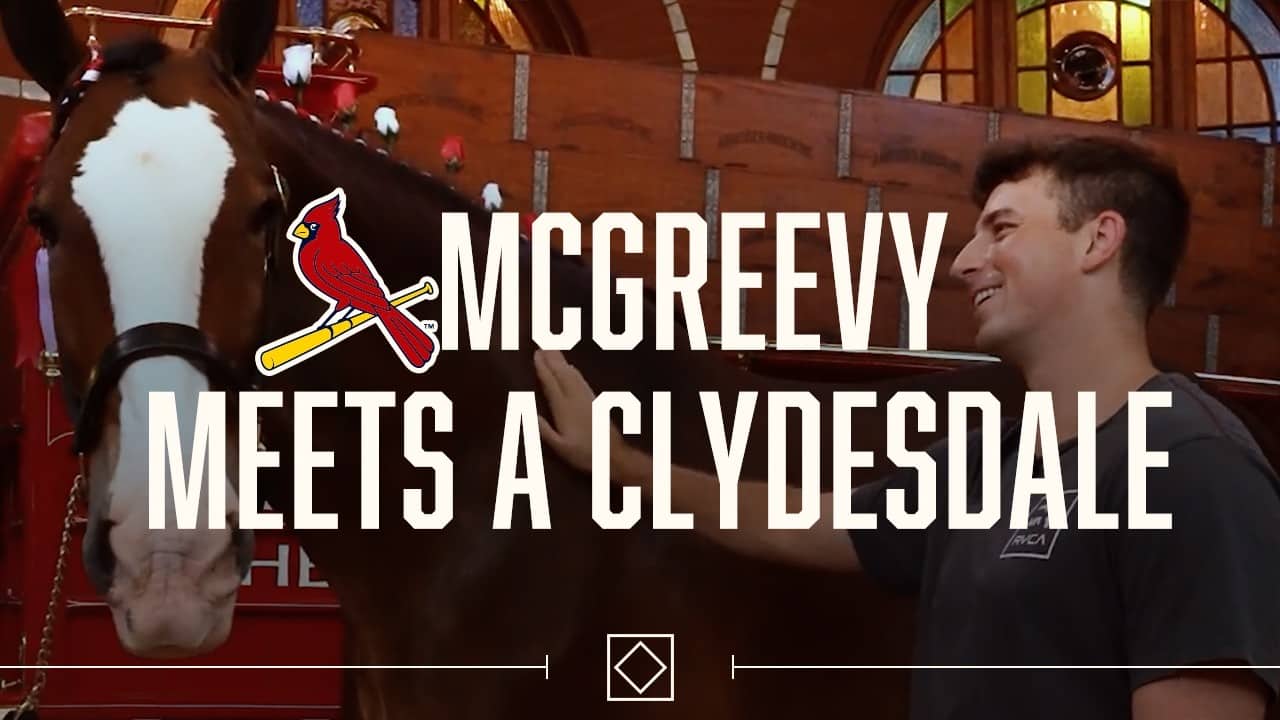 McGreevy Meets a Clydesdale | St. Louis Cardinals