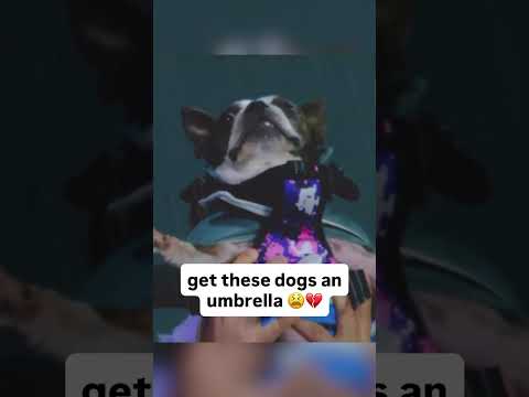 it rained on their paw-rade 😔