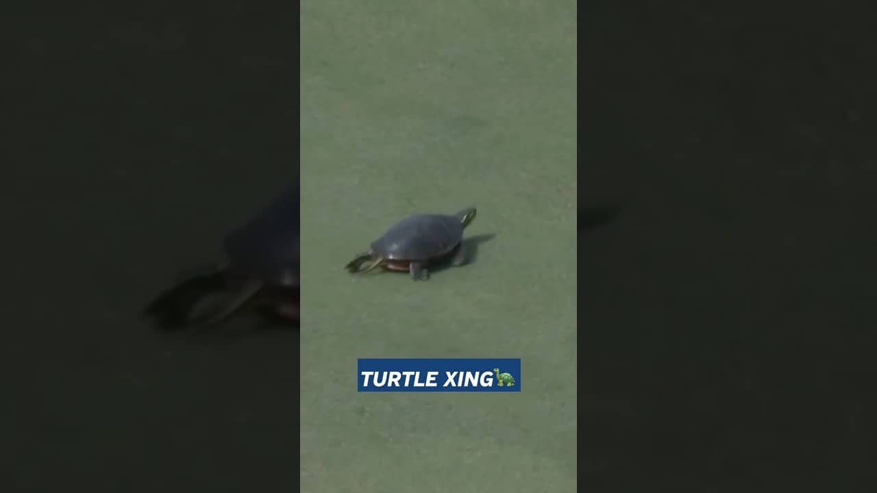 This Turtle Picked the Worst Time to Cross the Green 🐢⛳