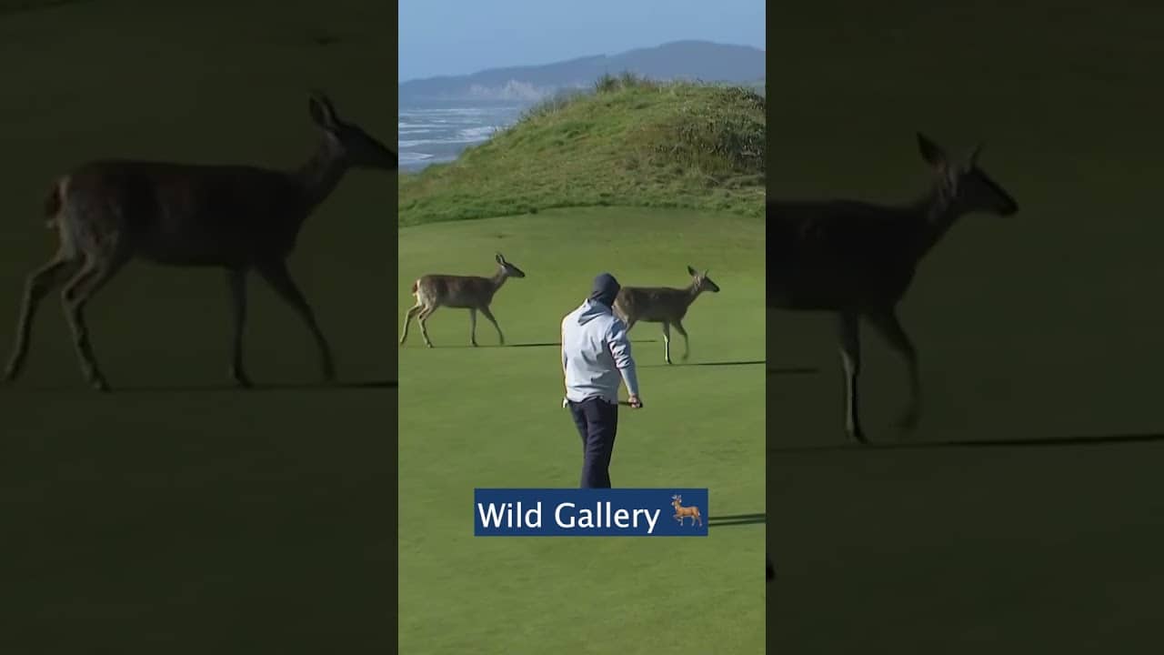 Deer Stop Play at Bandon Dunes🦌