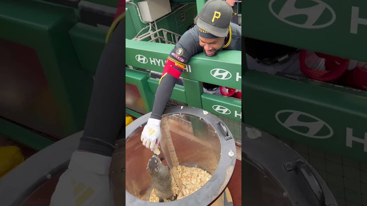 Oneil Cruz feeding Punxsutawney Phil is absolutely amazing (via @Pirates )