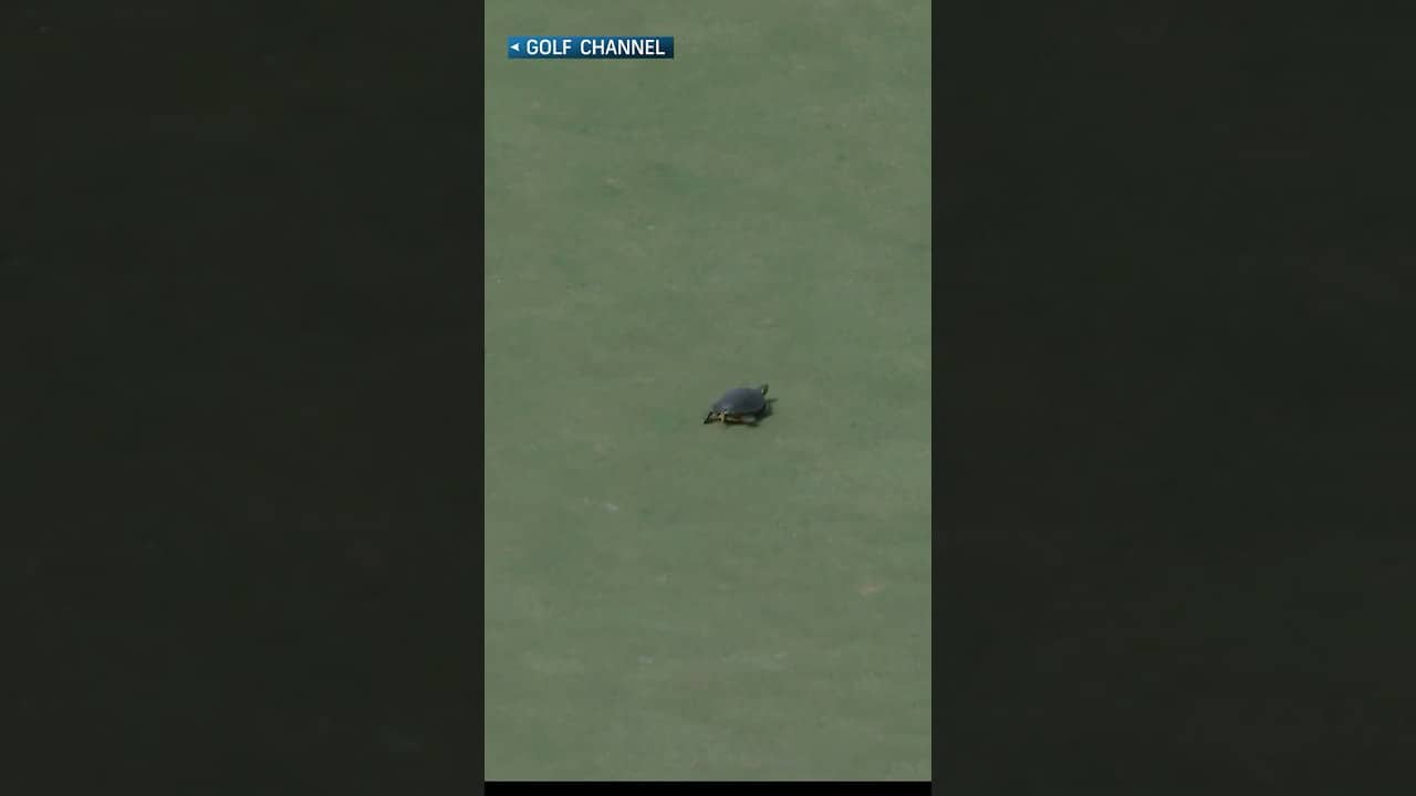 Turtle alert! 🐢⚠️