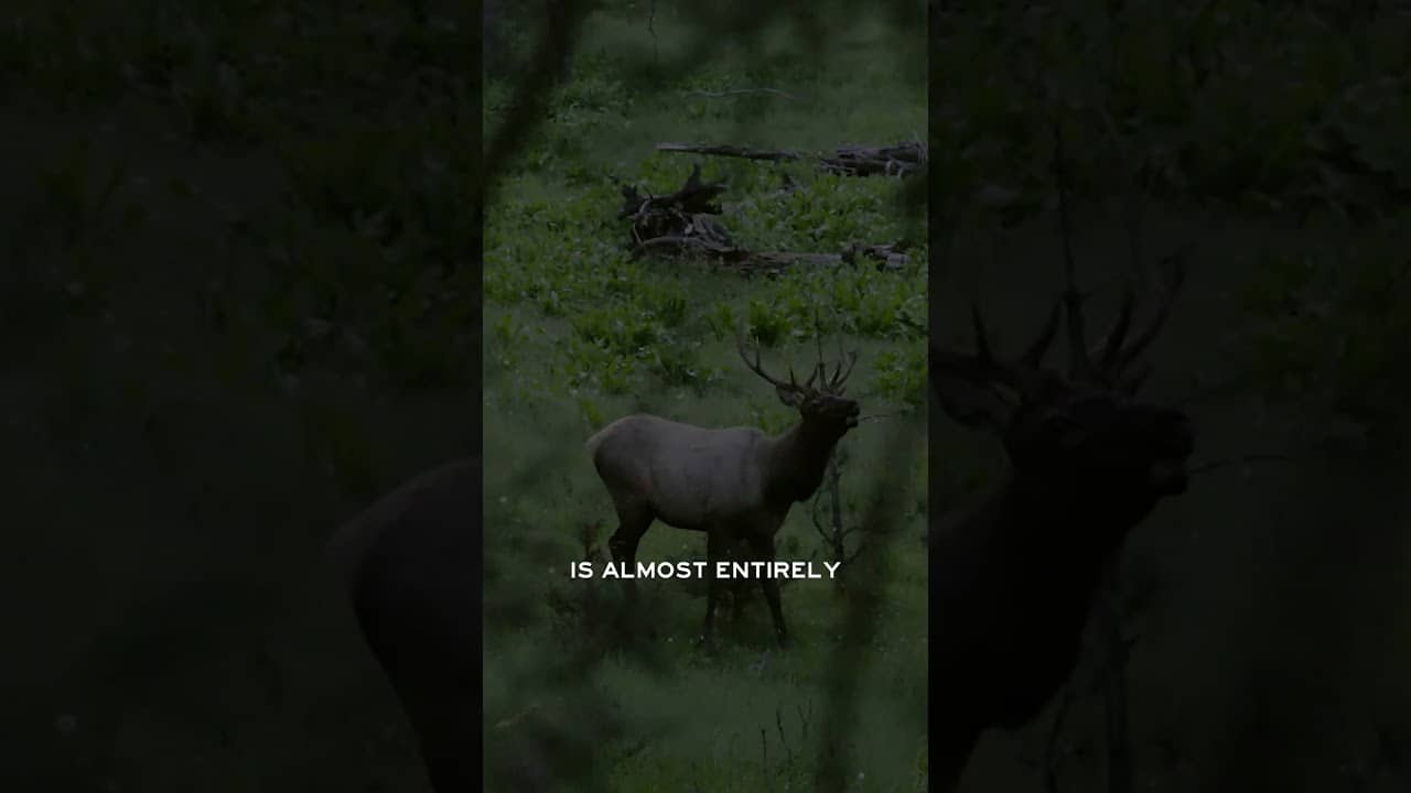 Why are there unlimited elk tags in South Dakota?