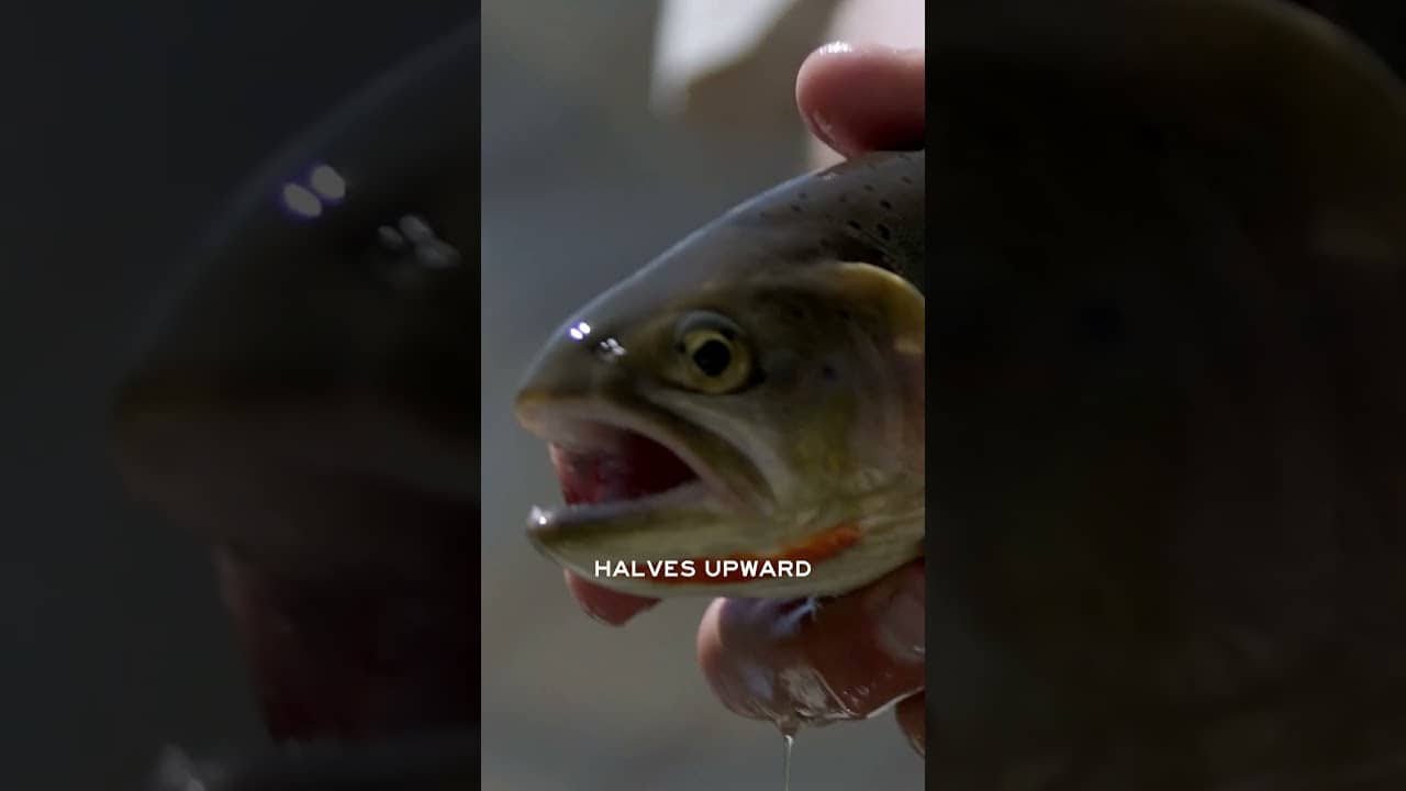 Scientists gave what to fish?