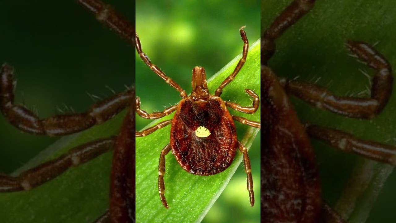 Pennsylvania is crawling with ticks!