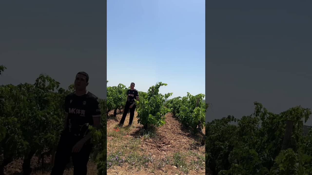 Dicen que si cruzas un viñedo apareces con una nueva prenda puesta 👌🏻🍇