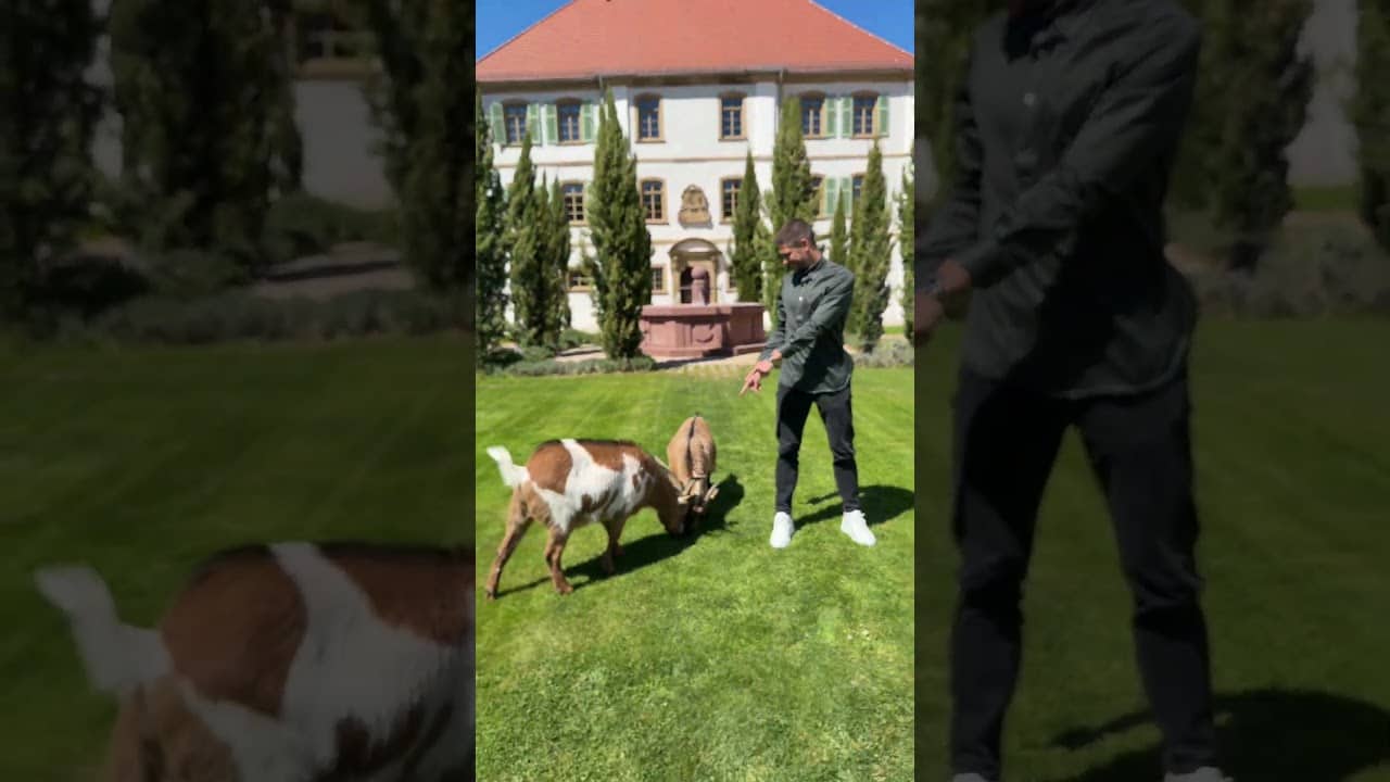 What´s better than one goat ... ? 🐐​  #tsg #andrejkramaric #tsgoat