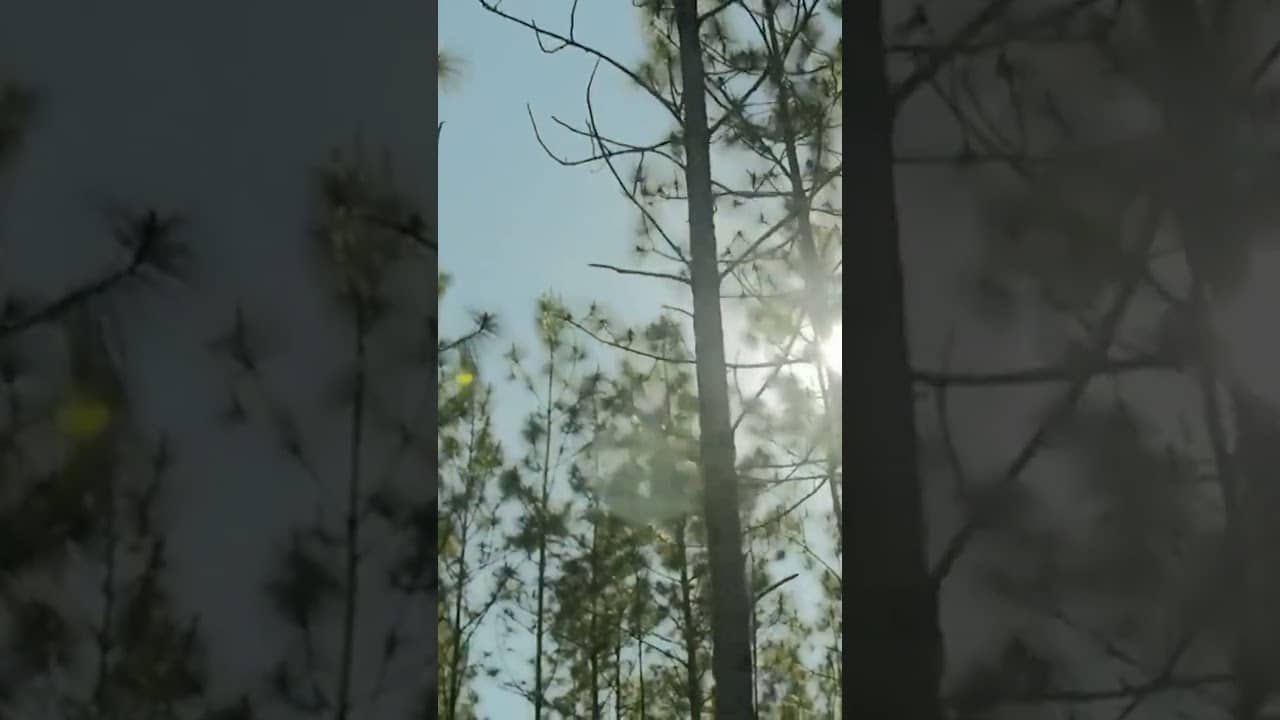 An emotional turkey hunt!