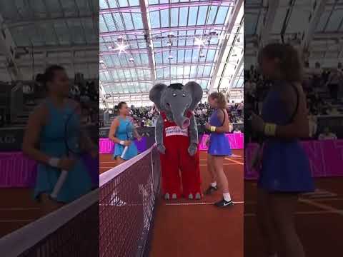 The elephant in the room… 🤣😭 Linz semifinals are underway! #WTALinz