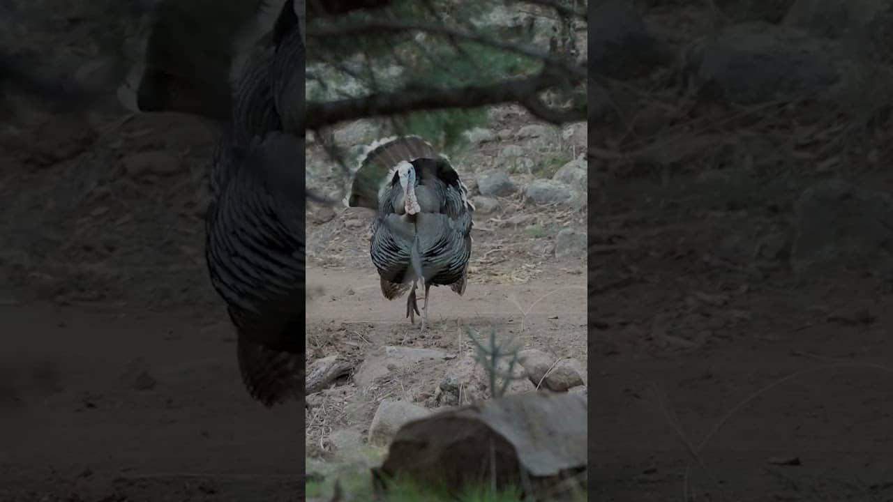 Surprisingly effective turkey call using only his voice!