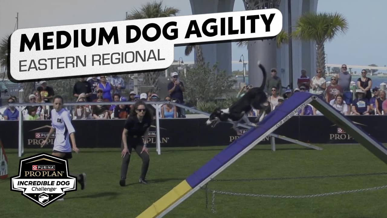 Incredible Dog Challenge 2026: Medium Dog Agility Competition Eastern Regional | NBC Sports