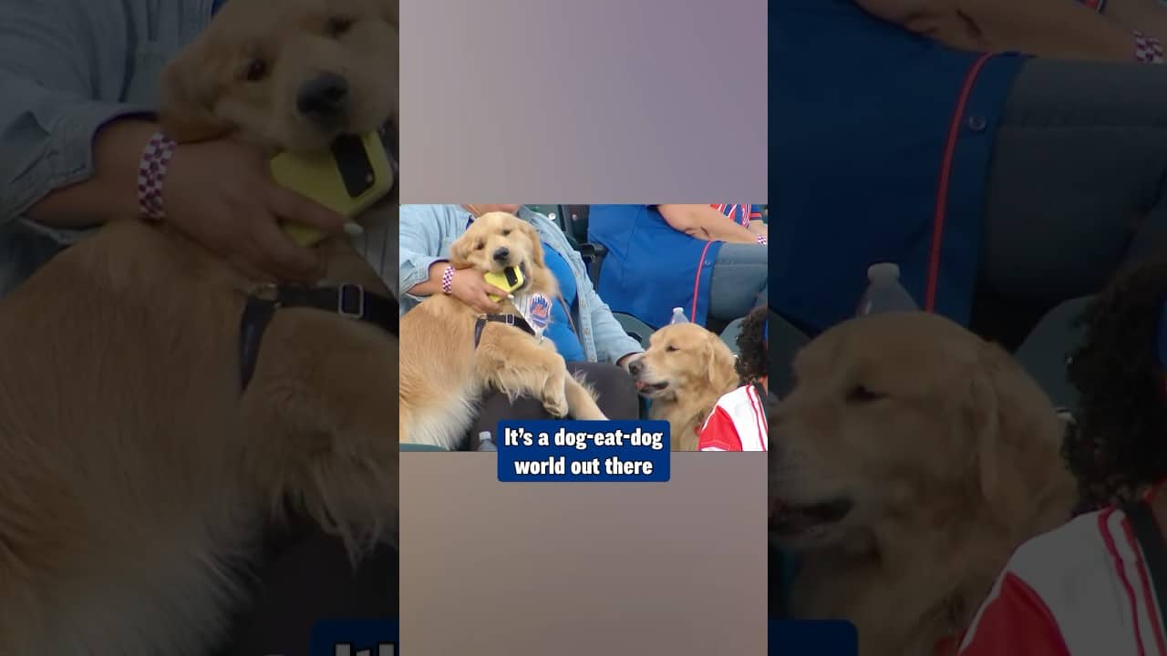 These two dogs are really enjoying Bark in the Park night at Citi Field 🐶