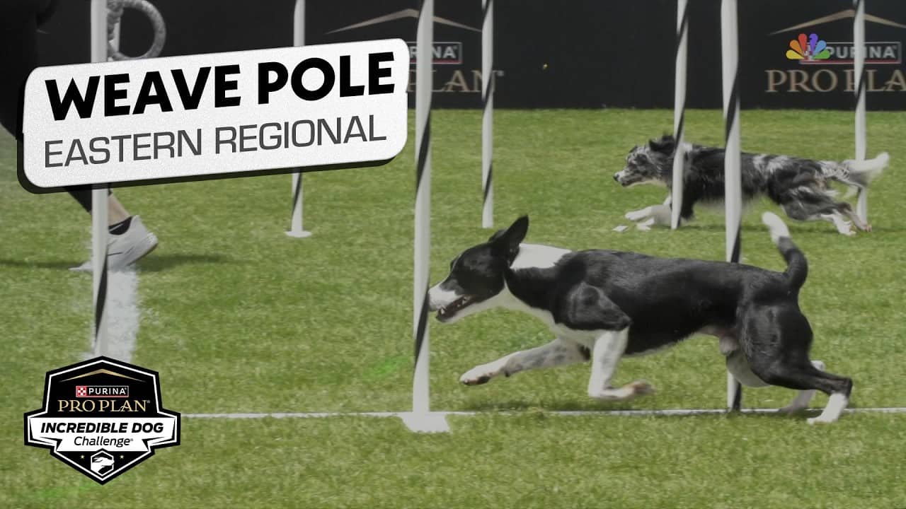 Incredible Dog Challenge 2026: Weave Pole Agility Competition Eastern Regional | NBC Sports