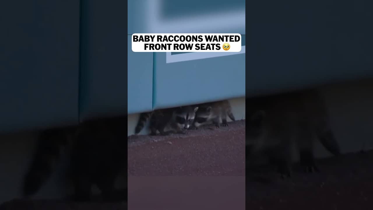 These baby raccoons heard Ohtani was going for his 300th homer so they wanted front row seats 🥹
