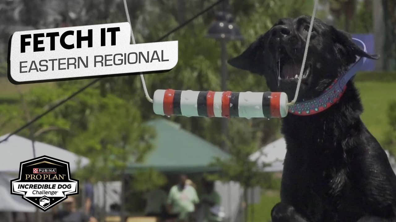 Incredible Dog Challenge 2026: Fetch It Eastern Regional | NBC Sports