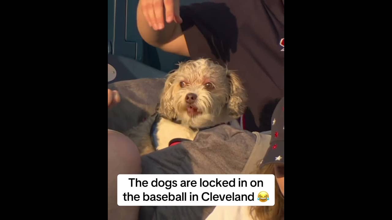 Dogs in the park in Cleveland 🐶 😂