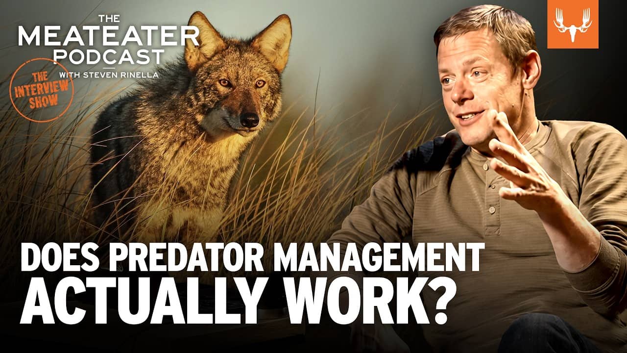 Does Predator Management Actually Work? | The MeatEater Podcast Ep. 877