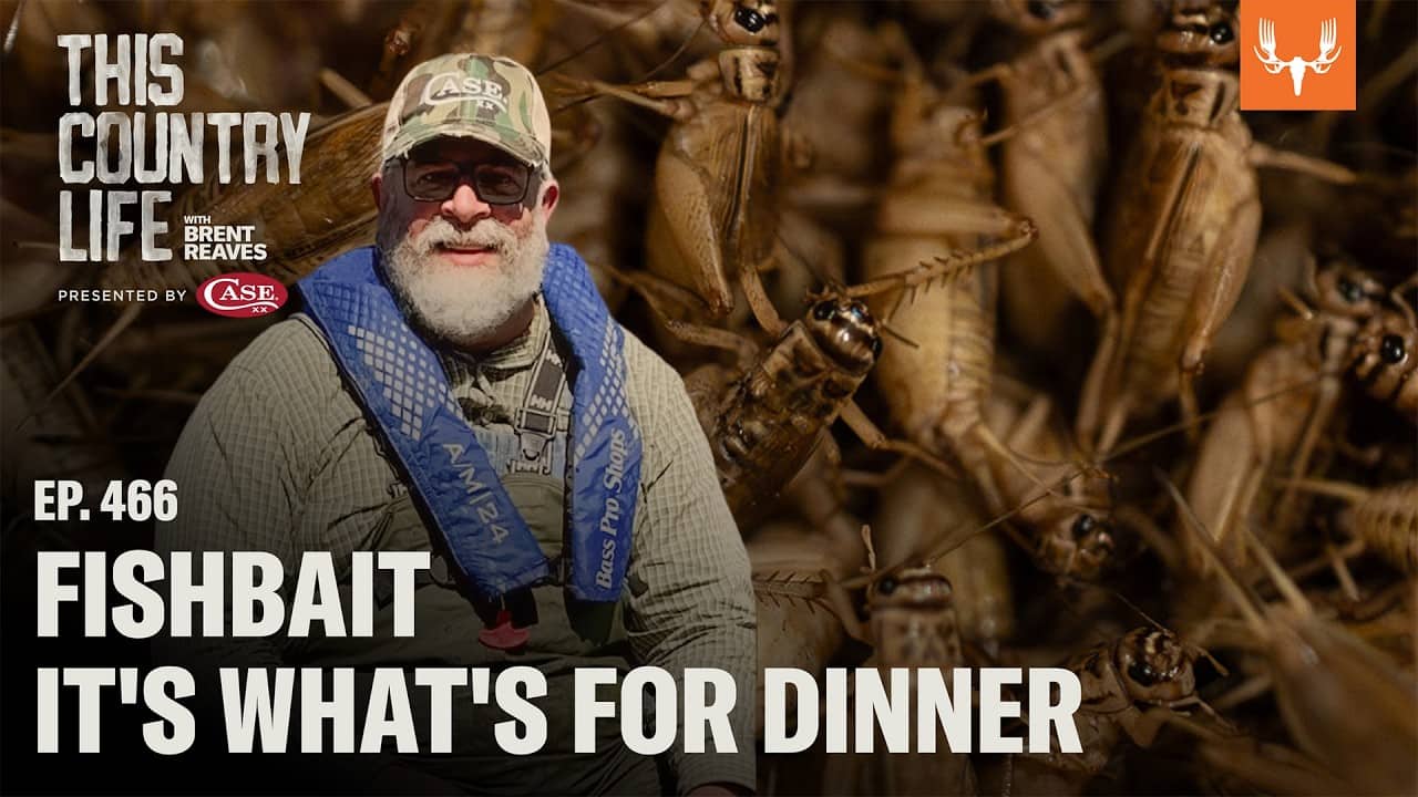Bait It's What's For Dinner | This Country Life Ep. 466