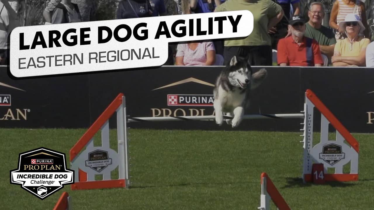 Incredible Dog Challenge 2026: Large Dog Agility Competition Eastern Regional | NBC Sports