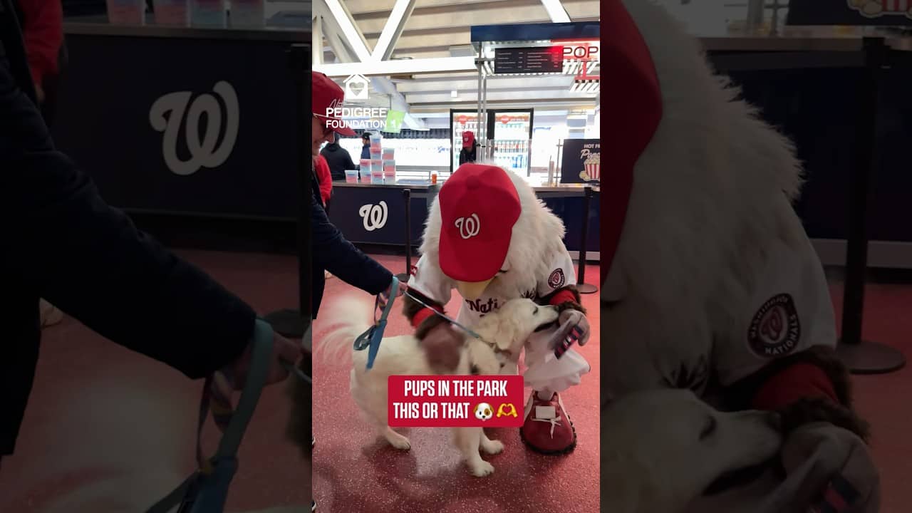 Screech Interviews Pups In The Park 🐶