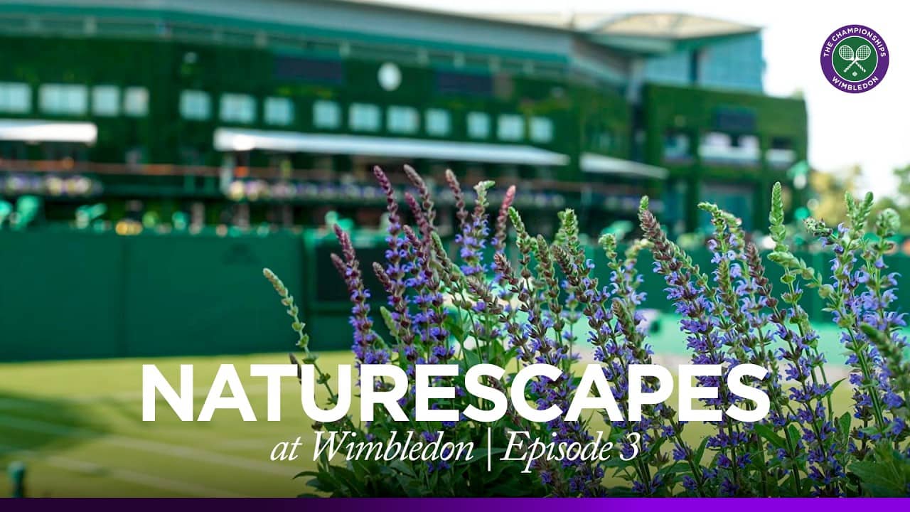 Wimbledon Naturescapes | 30 minutes of relaxation overlooking Centre Court