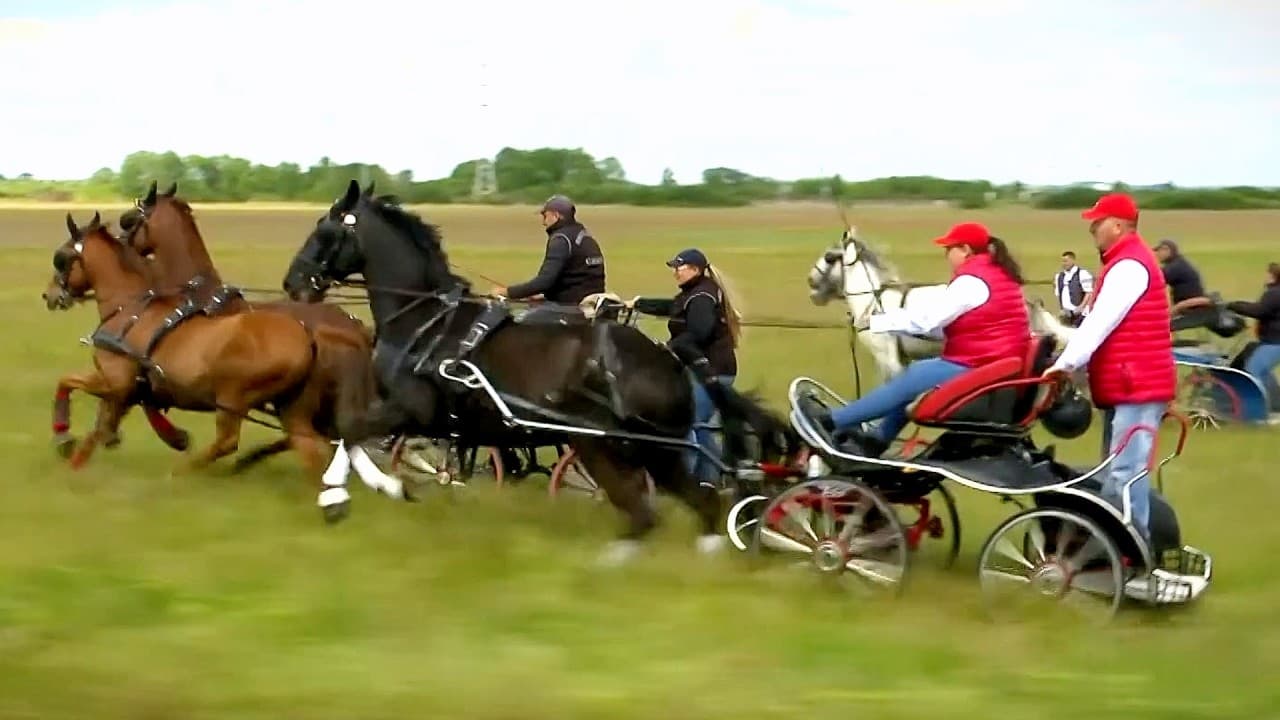 High Speed Horse Carts Race Peloton | Tour de Hongrie 2026 Stage 1