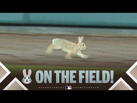 BUNNY ON THE FIELD! 🐰 | MLB Highlights (Giants vs. Rockies)